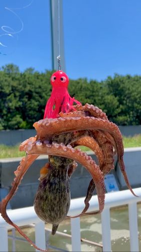 タコの釣果