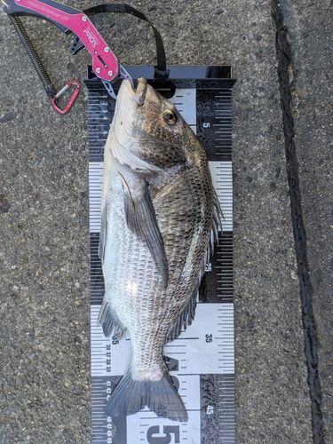 クロダイの釣果
