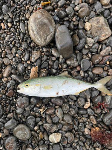 ワカシの釣果
