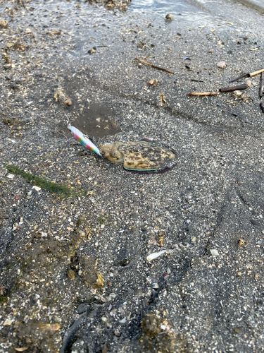 コウイカの釣果