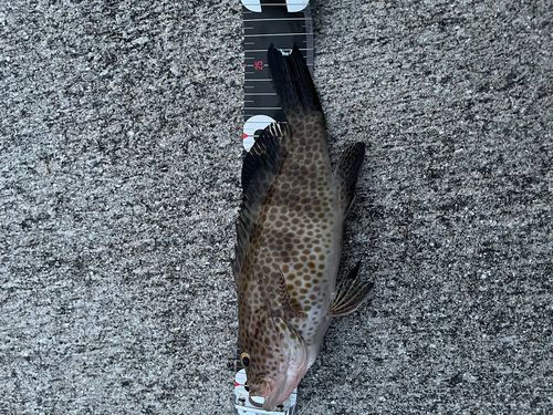 オオモンハタの釣果