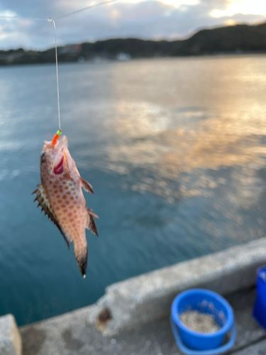 オオモンハタの釣果