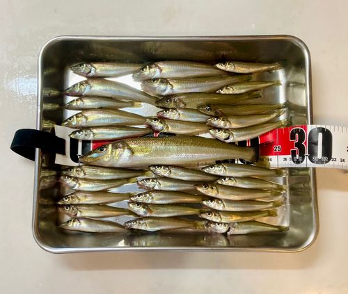 シロギスの釣果