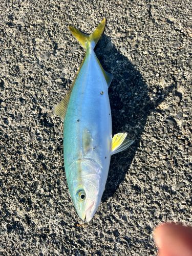 ワカシの釣果