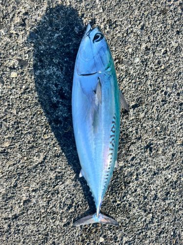 ソウダガツオの釣果