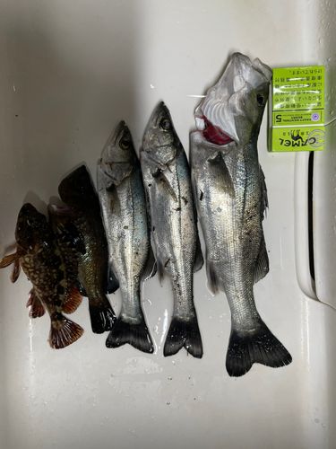 セイゴ（タイリクスズキ）の釣果