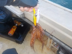 タコの釣果