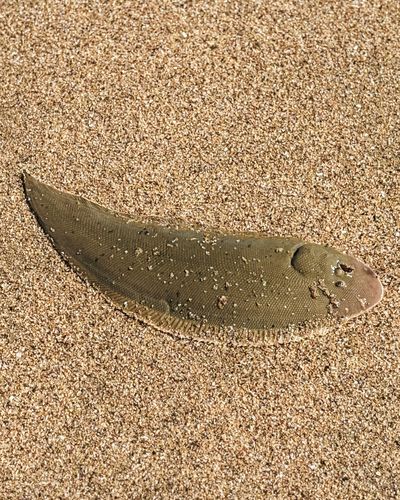 ウシノシタの釣果