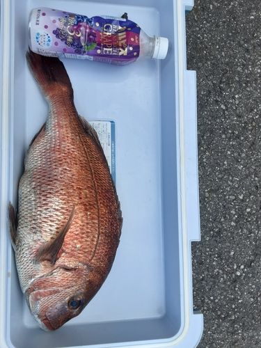 タイの釣果