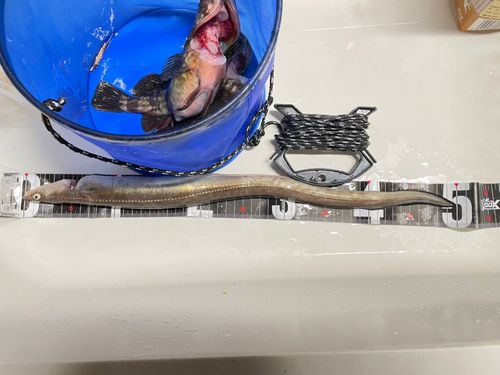アナゴの釣果