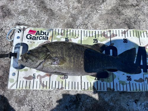 スモールマウスバスの釣果