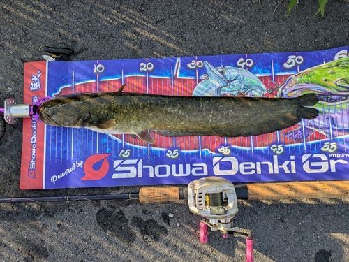 マナマズの釣果