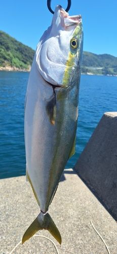 ヤズの釣果
