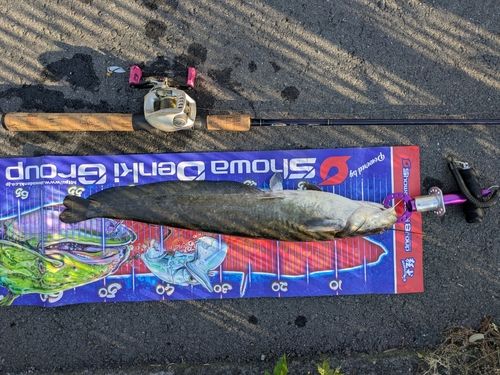 マナマズの釣果