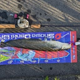 マナマズ