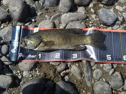 スモールマウスバス