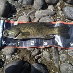 スモールマウスバス