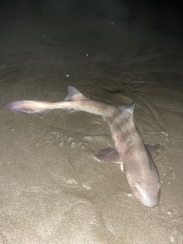 ドチザメの釣果