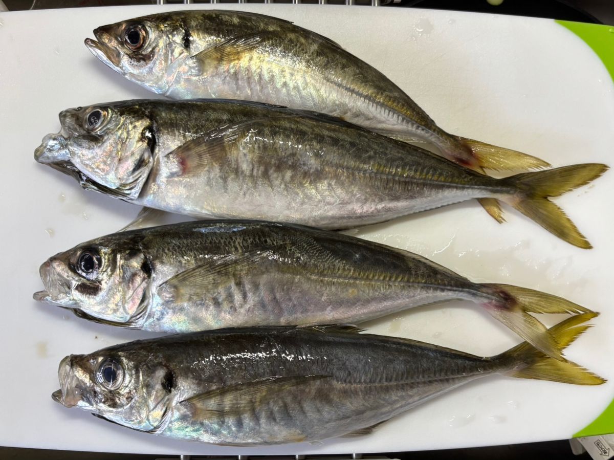 釣好三子(つりずきさんこ)さんの釣果 2枚目の画像