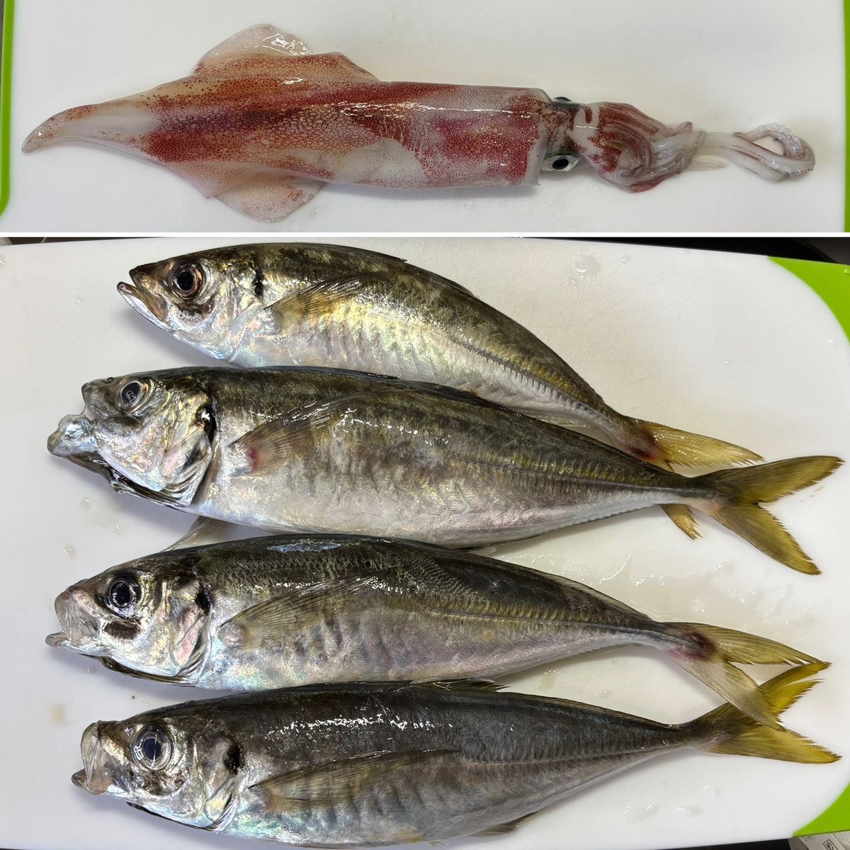 釣好三子(つりずきさんこ)さんの釣果 2枚目の画像