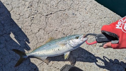 ヤズの釣果