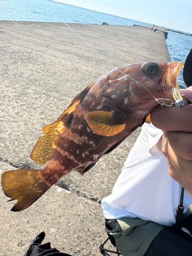 キジハタの釣果