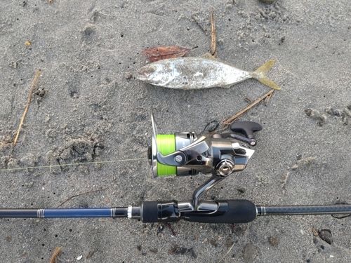 ワカシの釣果