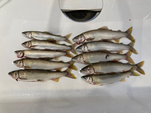 アユの釣果