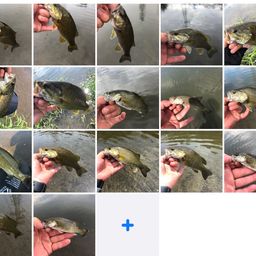 スモールマウスバス