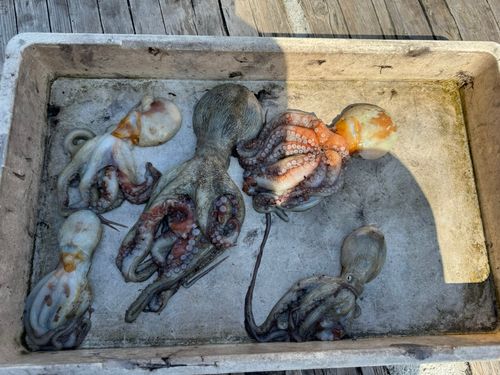 タコの釣果