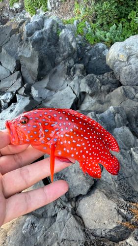 ユカタハタの釣果