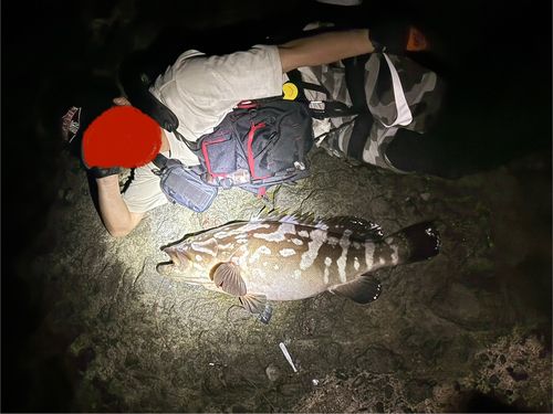 クエの釣果