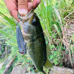 ラージマウスバス