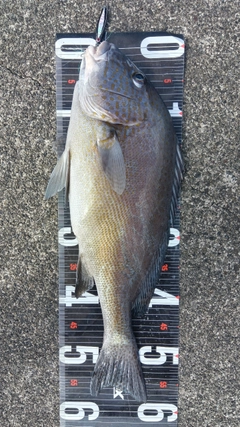 コロダイの釣果