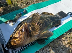 タケノコメバルの釣果