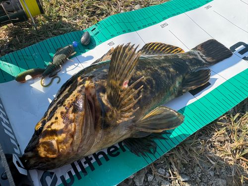 タケノコメバルの釣果