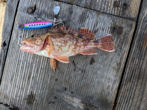 ガシラの釣果