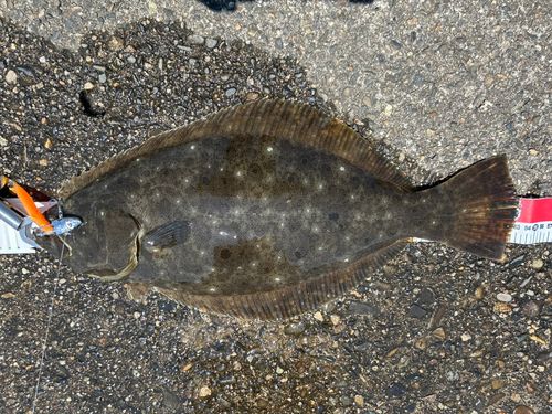 ヒラメの釣果
