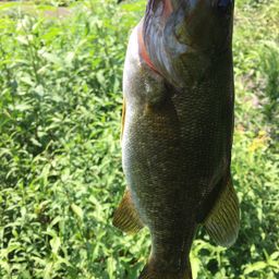 スモールマウスバス