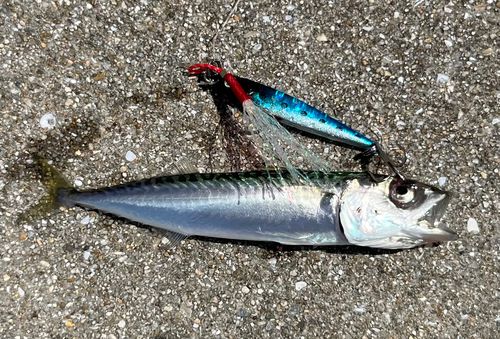 マサバの釣果