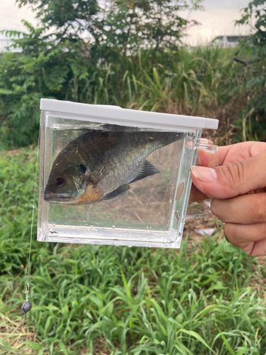 ブルーギルの釣果