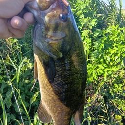 スモールマウスバス