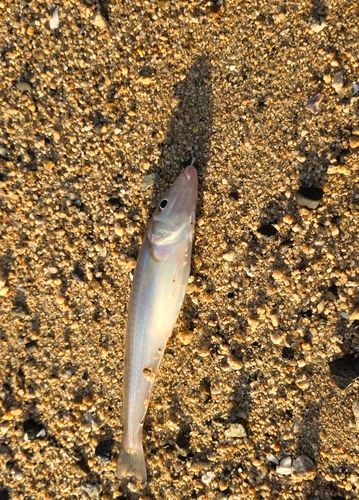 キスの釣果