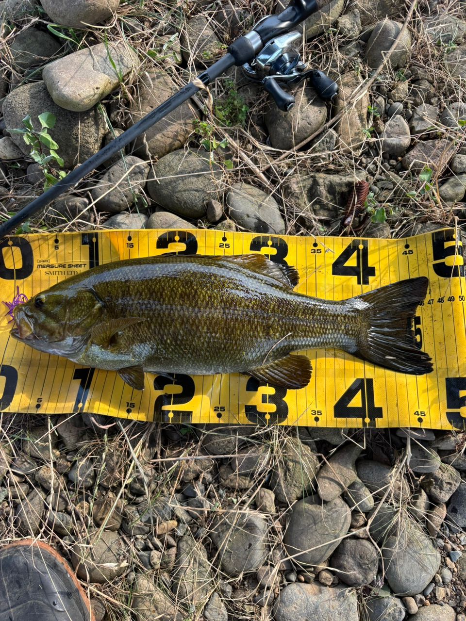 スモールマウスバス