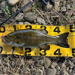 スモールマウスバス