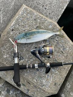 ワカシの釣果