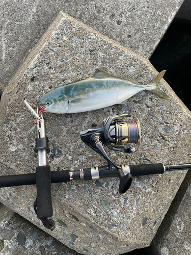 ワカシの釣果