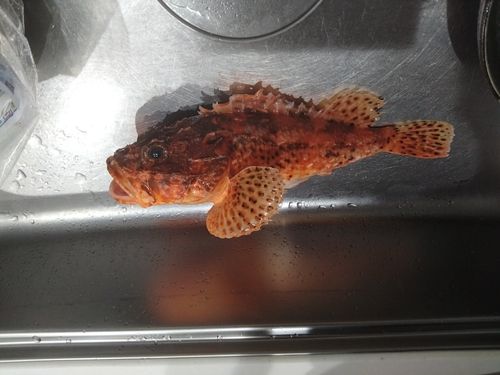 オニカサゴの釣果