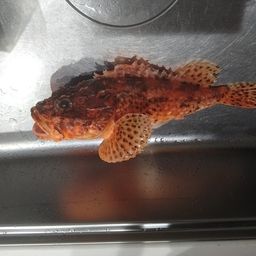 オニカサゴ