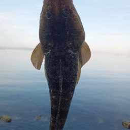マゴチ